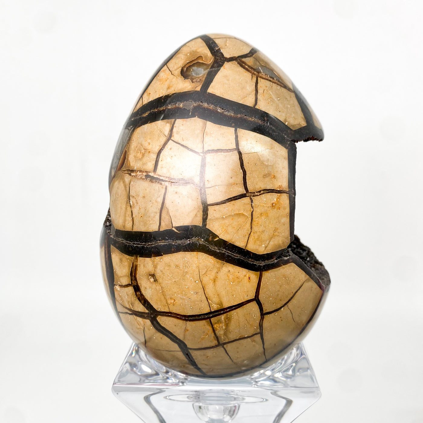 Septarian stone egg