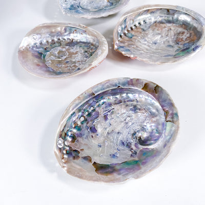 Abalone Shell Crystal Tray or Incense Burner (Type A)