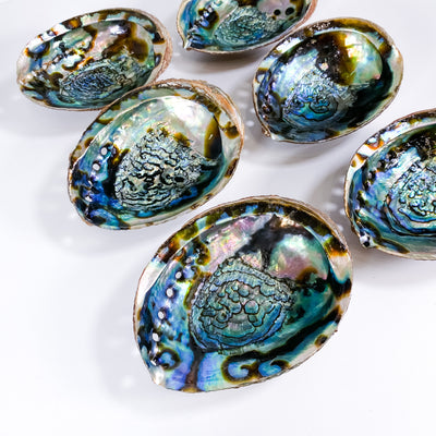 🐚 Abalone Shell Crystal tray or incense burner (Type B)